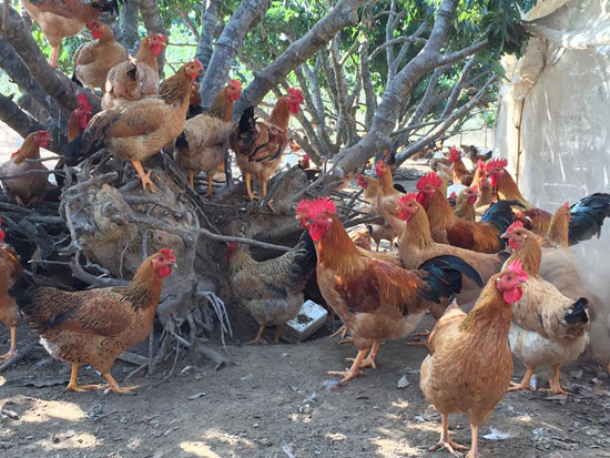 Gà đồi Yên Thế loay hoay tìm đầu ra